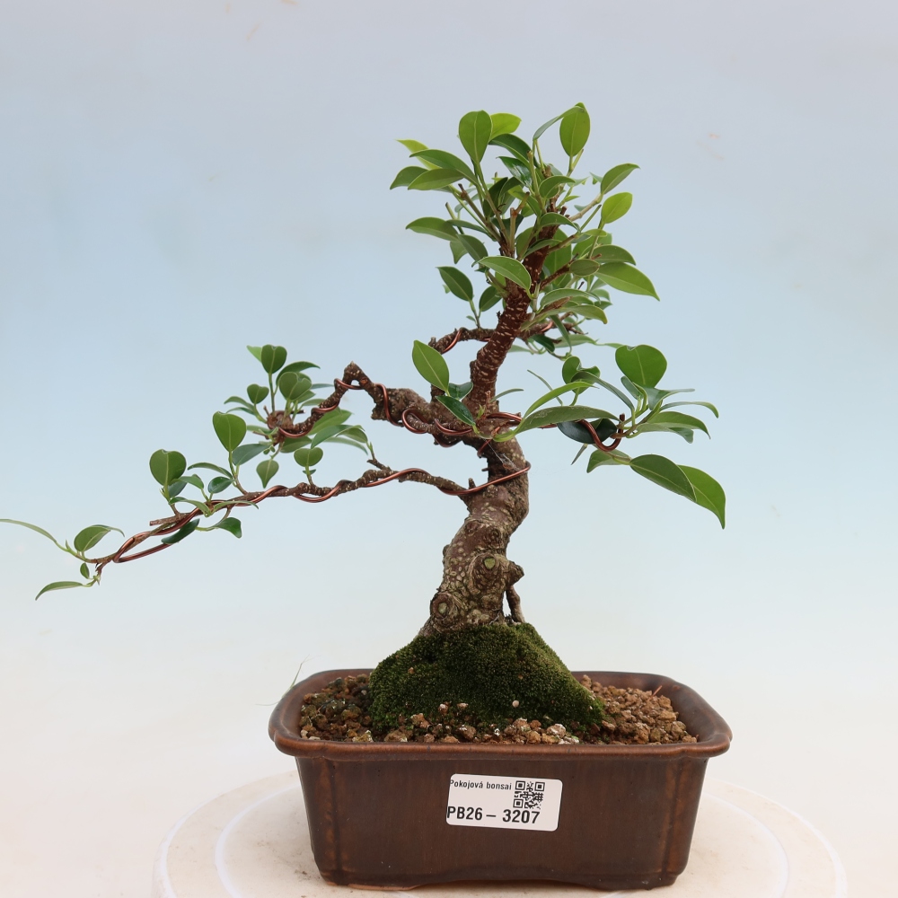 Szobai bonsai - Ficus kimmen - kislevelű fikusz