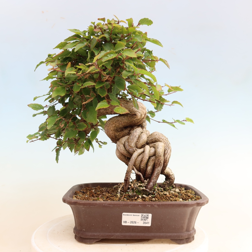 Kültéri bonsai -Carpinus CARPINOIDES - Koreai gyertyánfa