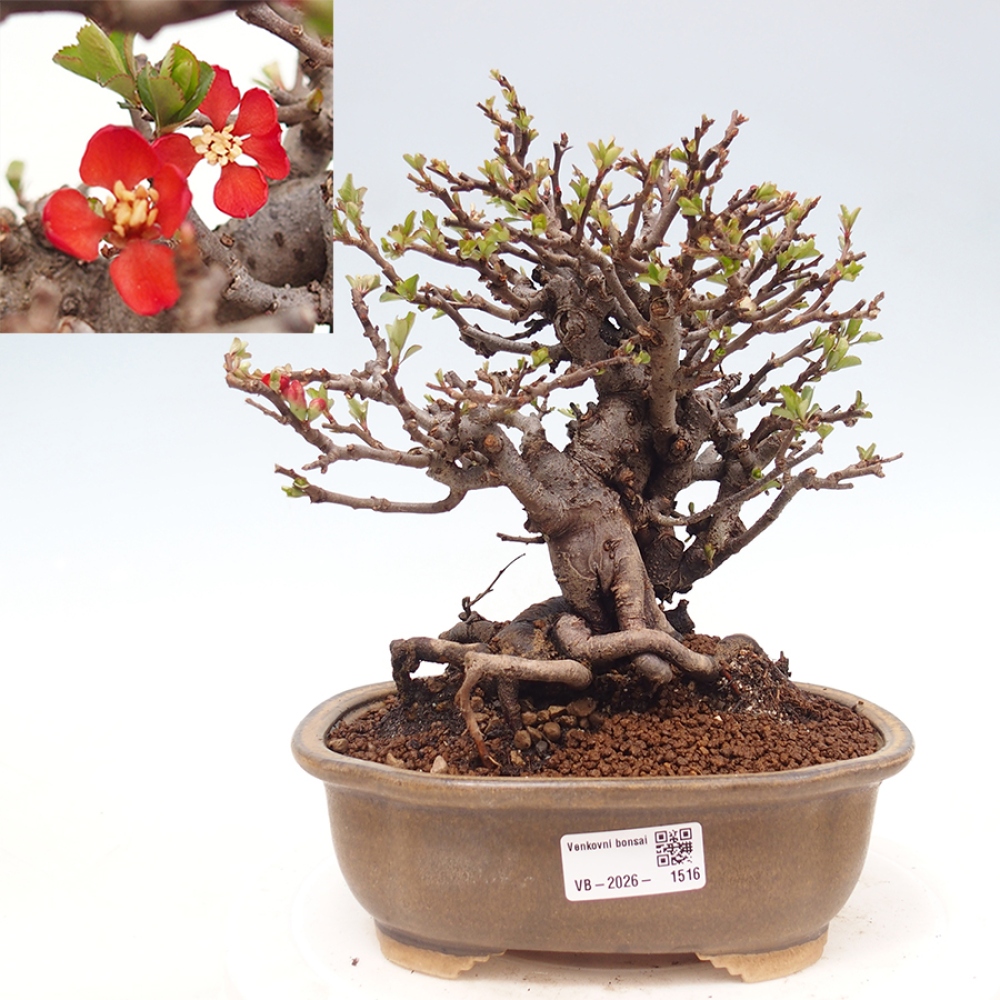 Kültéri bonsai - Chaneomeles speciosa - birs