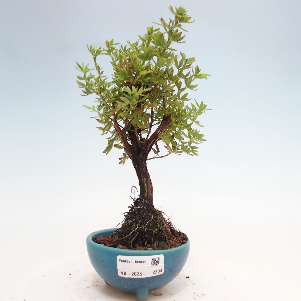 Kültéri bonsai - Potentila fruticosa sárga Bird
