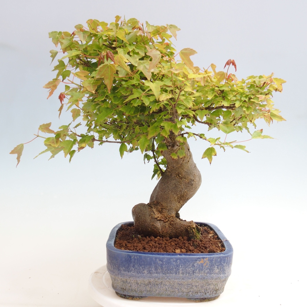Kültéri bonsai - Acer Buergerianum - Burger juhar