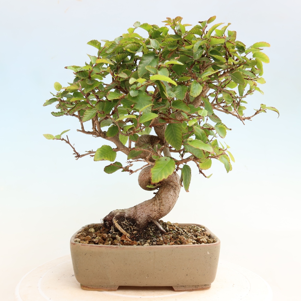 Kültéri bonsai -Carpinus CARPINOIDES - Koreai gyertyánfa