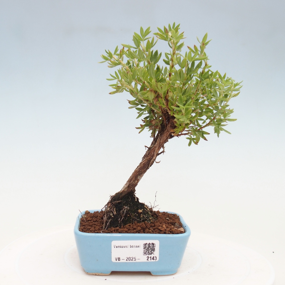 Kültéri bonsai - Potentila fruticosa sárga Bird