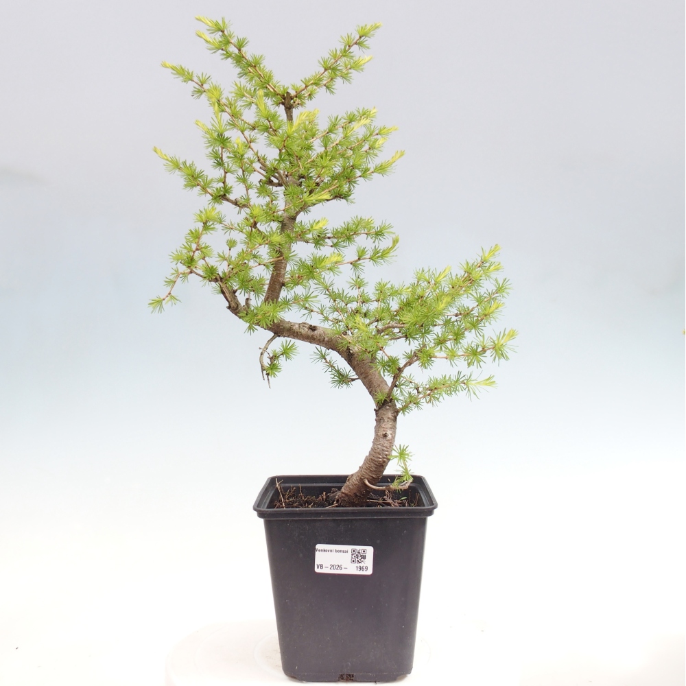Kültéri bonsai - Larix decidua - vörösfenyő