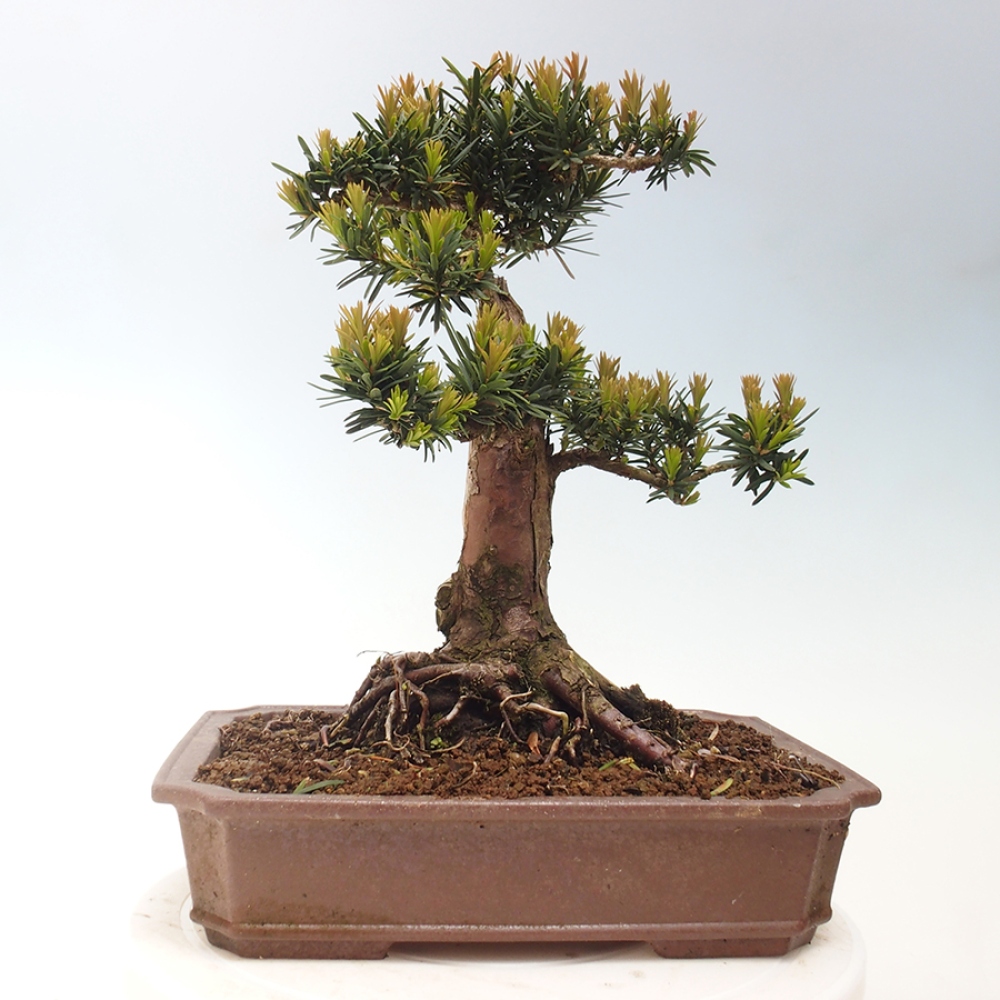 Kültéri bonsai - Taxus cuspidata - japán tiszafa