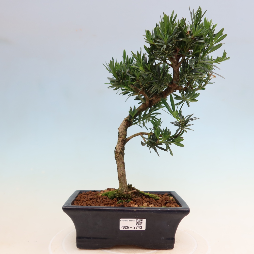 Szobai bonsai - Podocarpus - Kőtiszafa