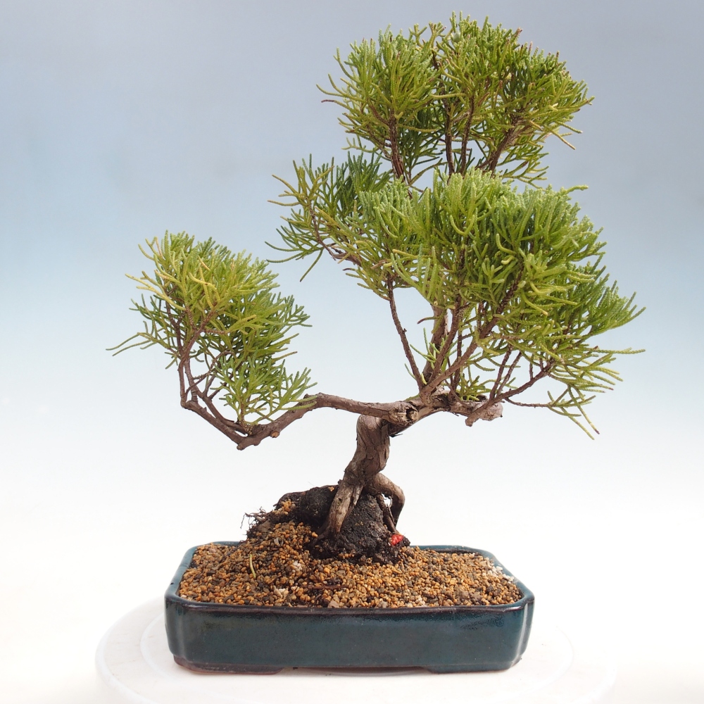 Kültéri bonsai - Juniperus chinensis Kishu