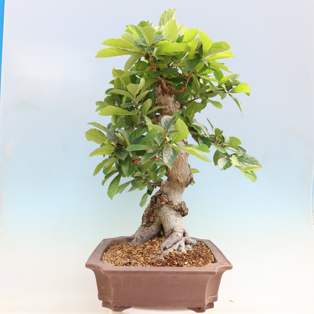 Kültéri bonsai - Photinia villosa
