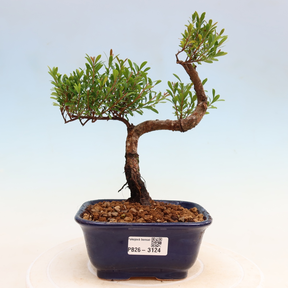 Szobai bonsai - Syzygium - Pimento