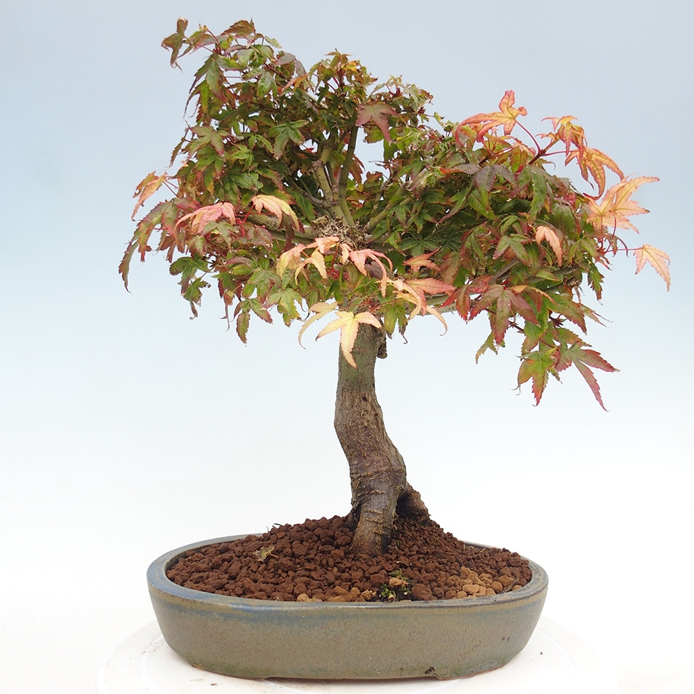 Acer palmatum KIOHIME - Pálma juhar