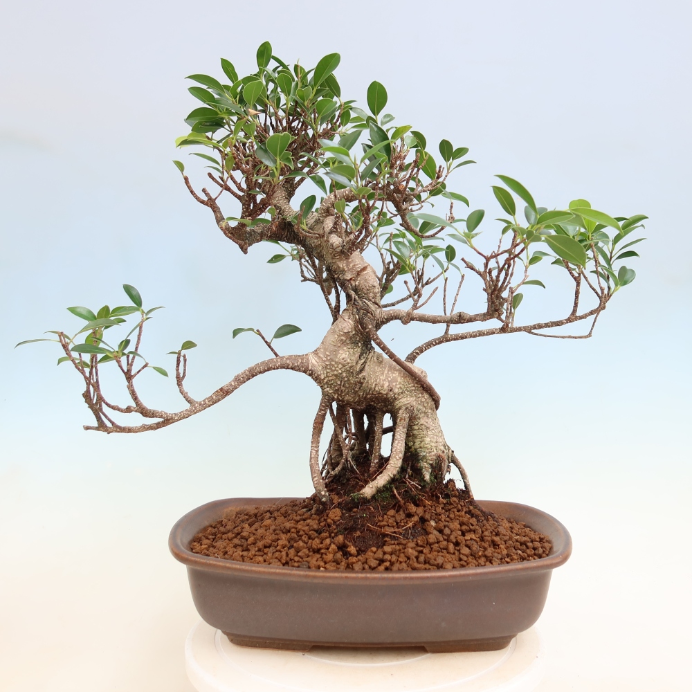 Szobai bonsai - Ficus kimmen - kislevelű fikusz