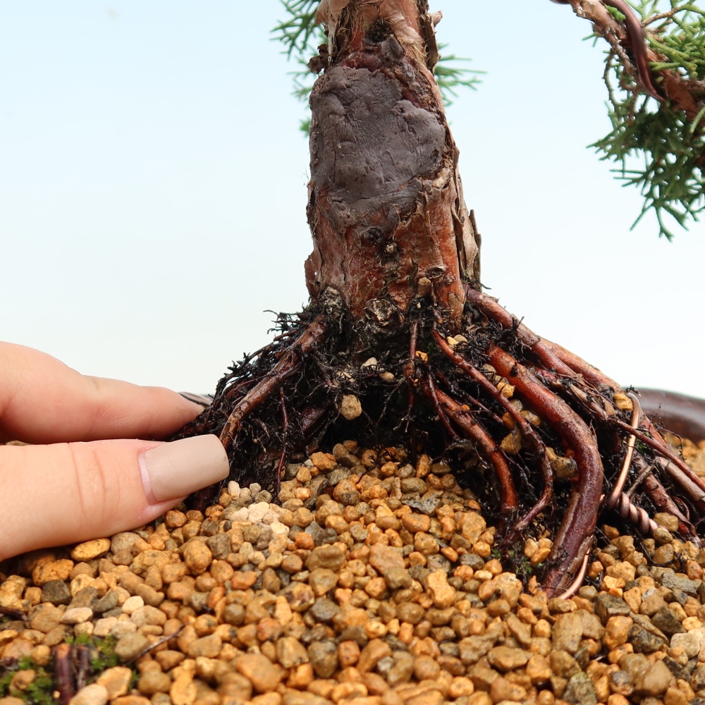 Kültéri bonsai - Juniperus chinensis Kishu