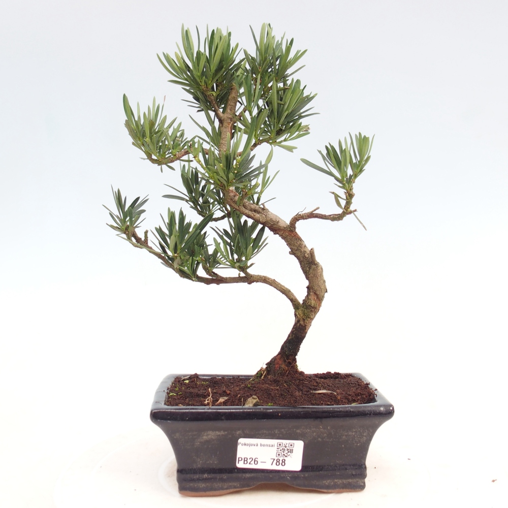 Szobai bonsai - Podocarpus - Kőtiszafa