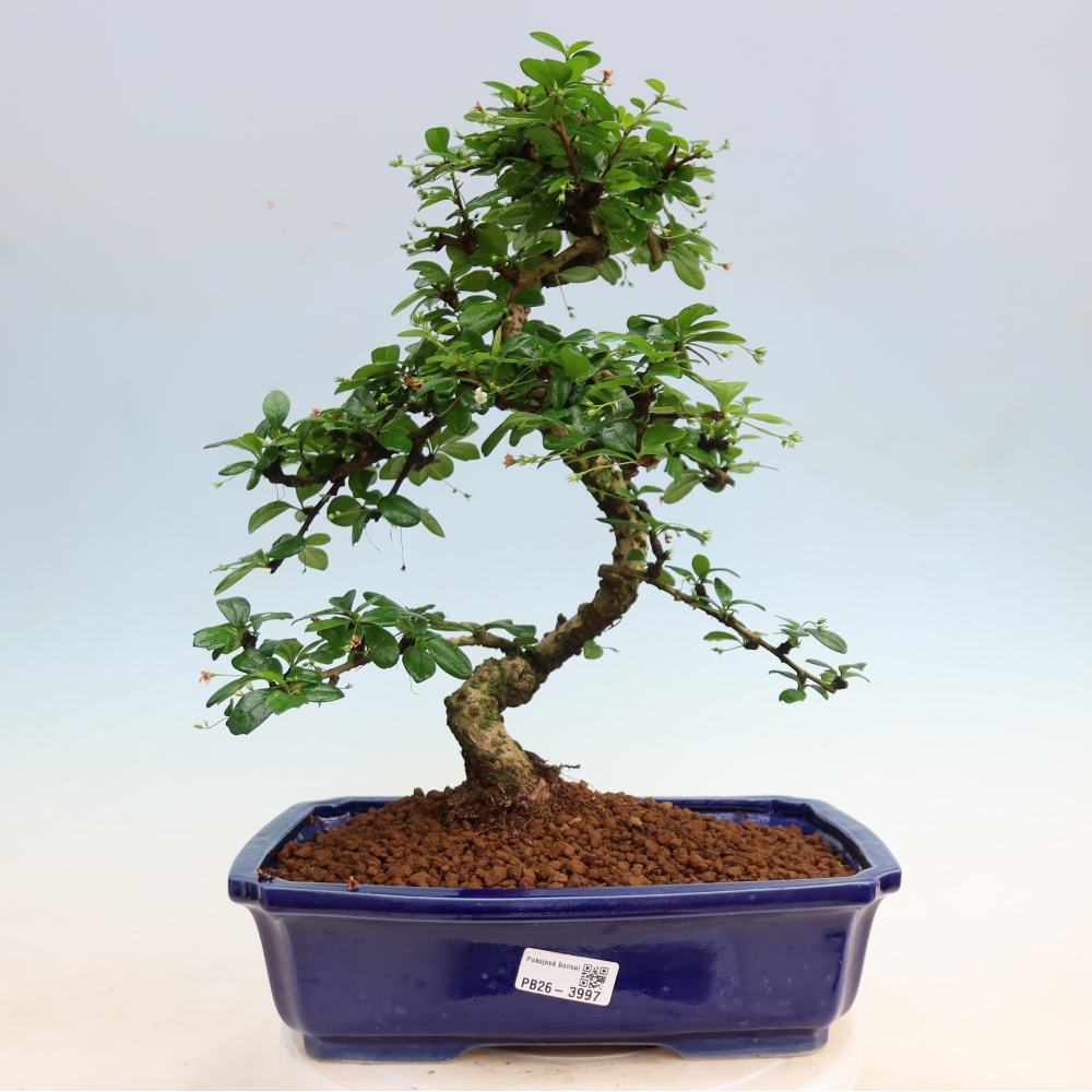 Szobai bonsai - Carmona macrophylla - Tea fuki