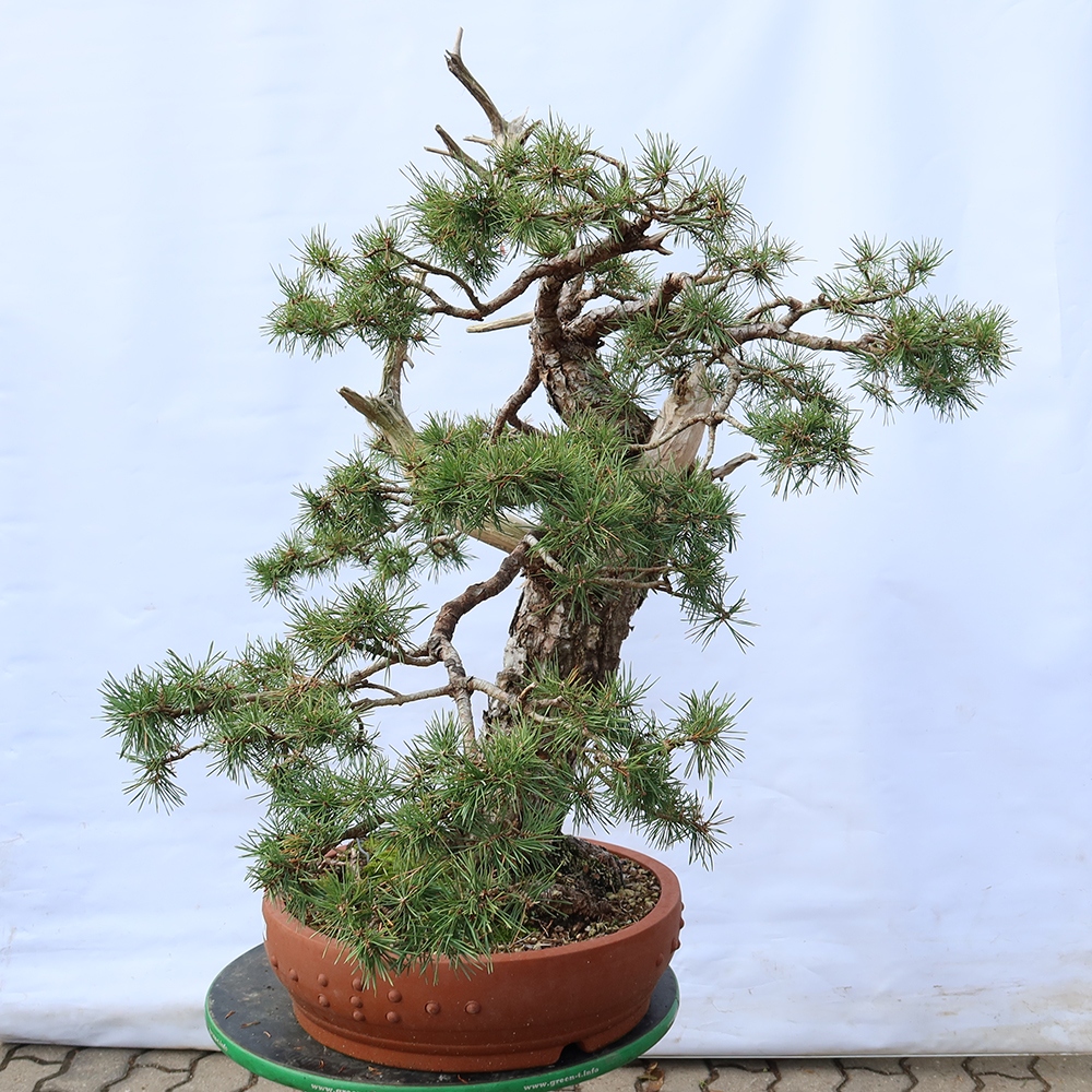Pinus sylvestris Spanyolország – erdei fenyő
