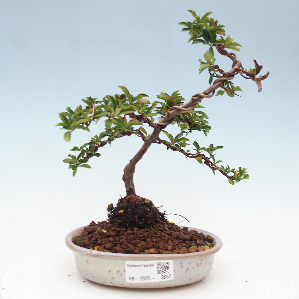Kültéri bonsai-Pyracantha Teton - Hlox