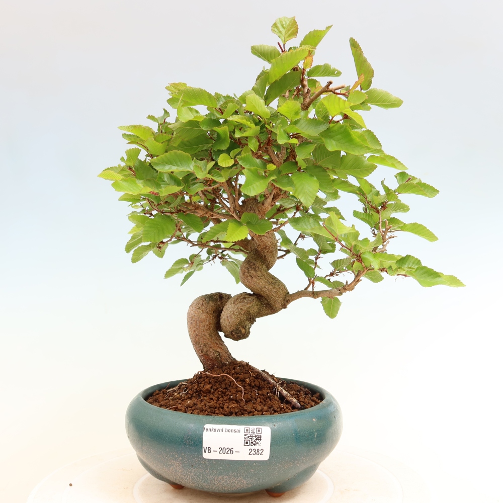 Kültéri bonsai -Carpinus Coreana - Koreai gyertyánfa