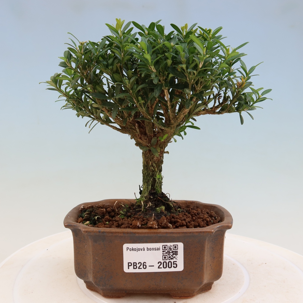 Szobai bonsai - Buxus harlandii - parafa buxus