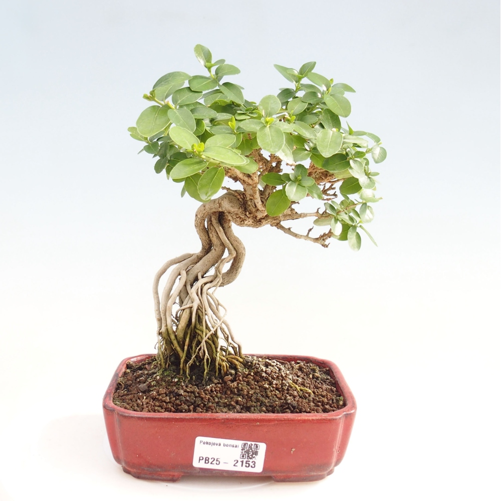 Beltéri bonsai - Premna serratifolia - Kozlovna malolista