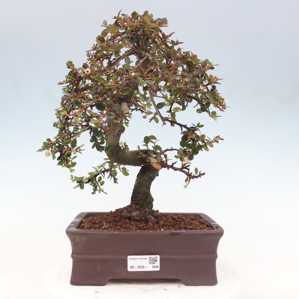 Kültéri bonsai-Cotoneaster dammeri - Damer's Rock