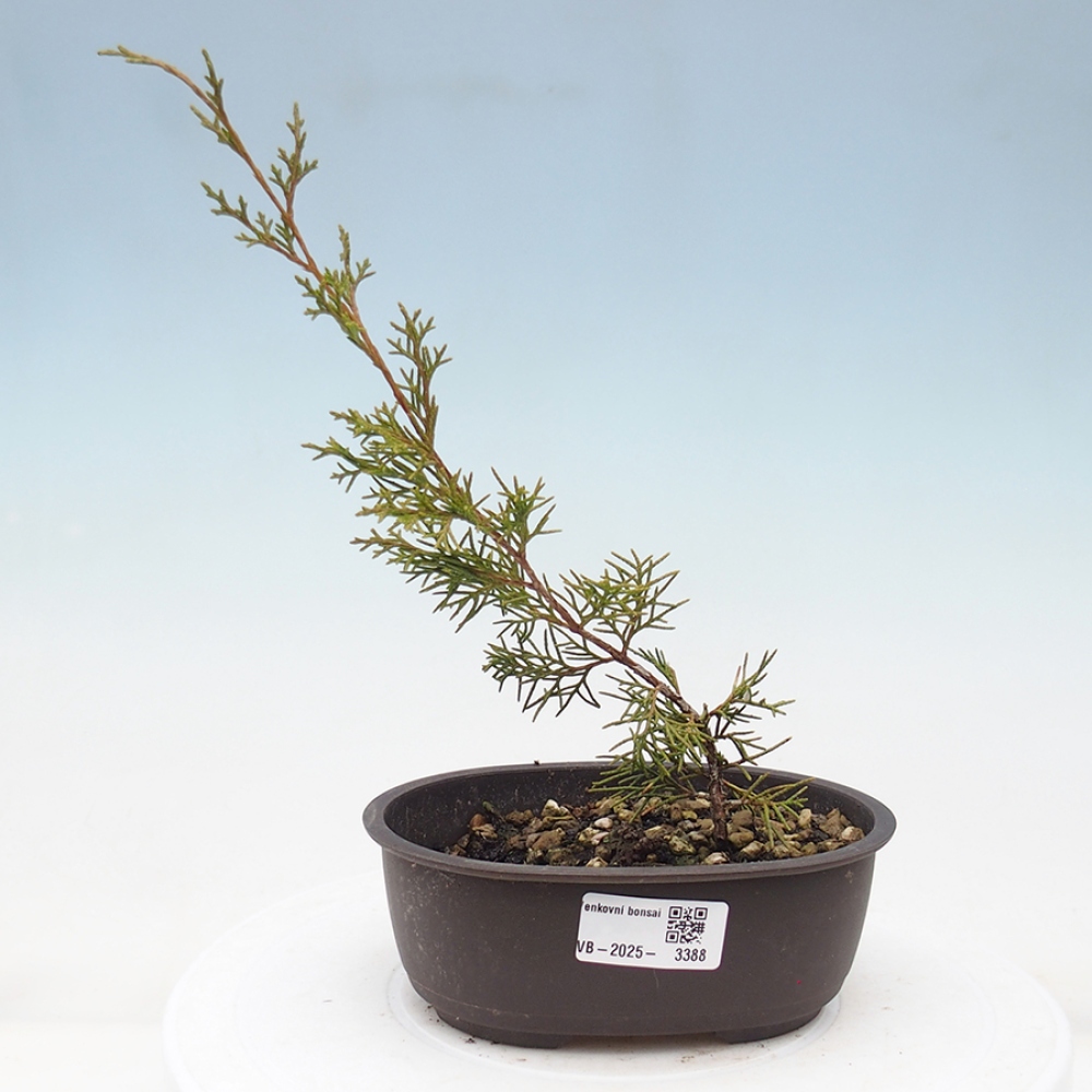 Kültéri bonsai - Juniperus chinensis Itoigawa