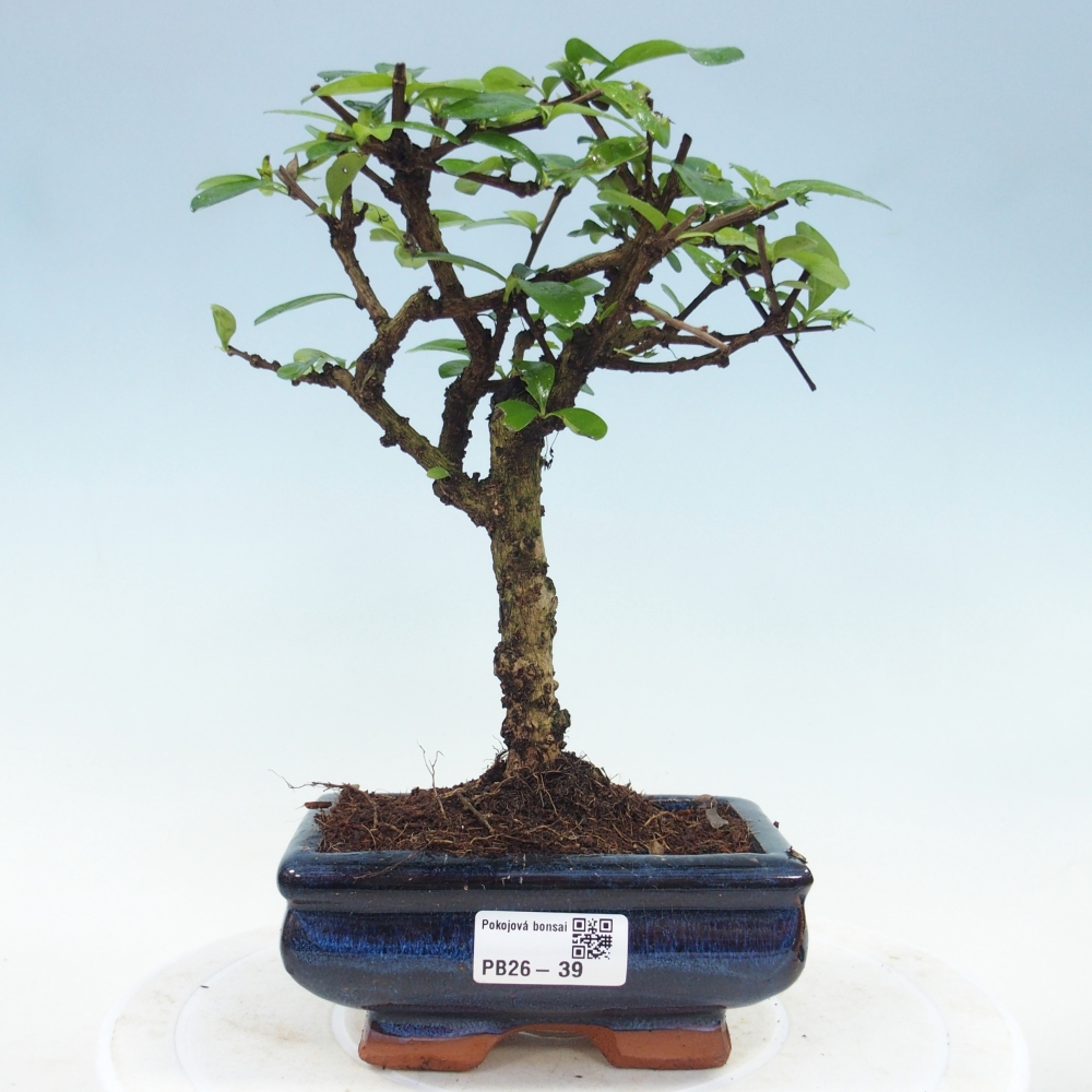 Szobai bonsai - Carmona macrophylla - Tea fuki