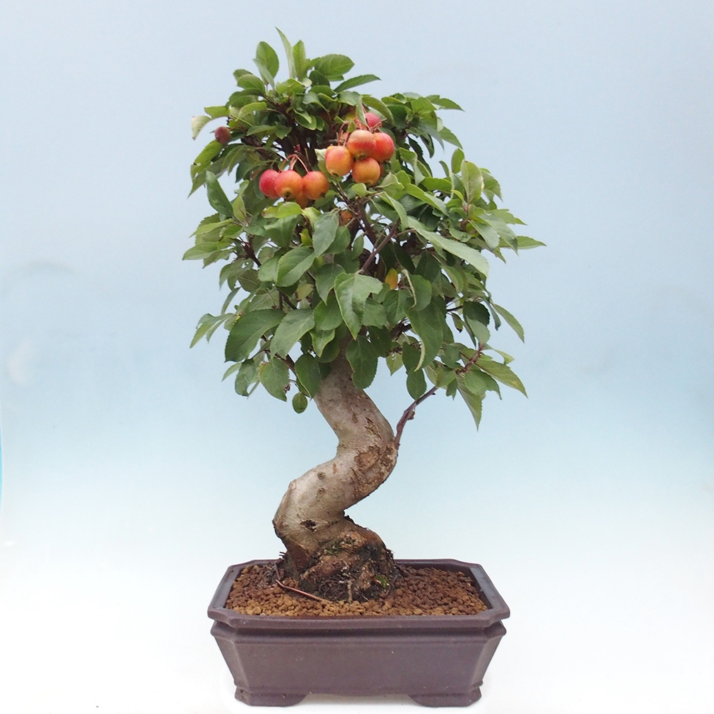 Kültéri bonsai -Malus halliana - Kis gyümölcsű almafa