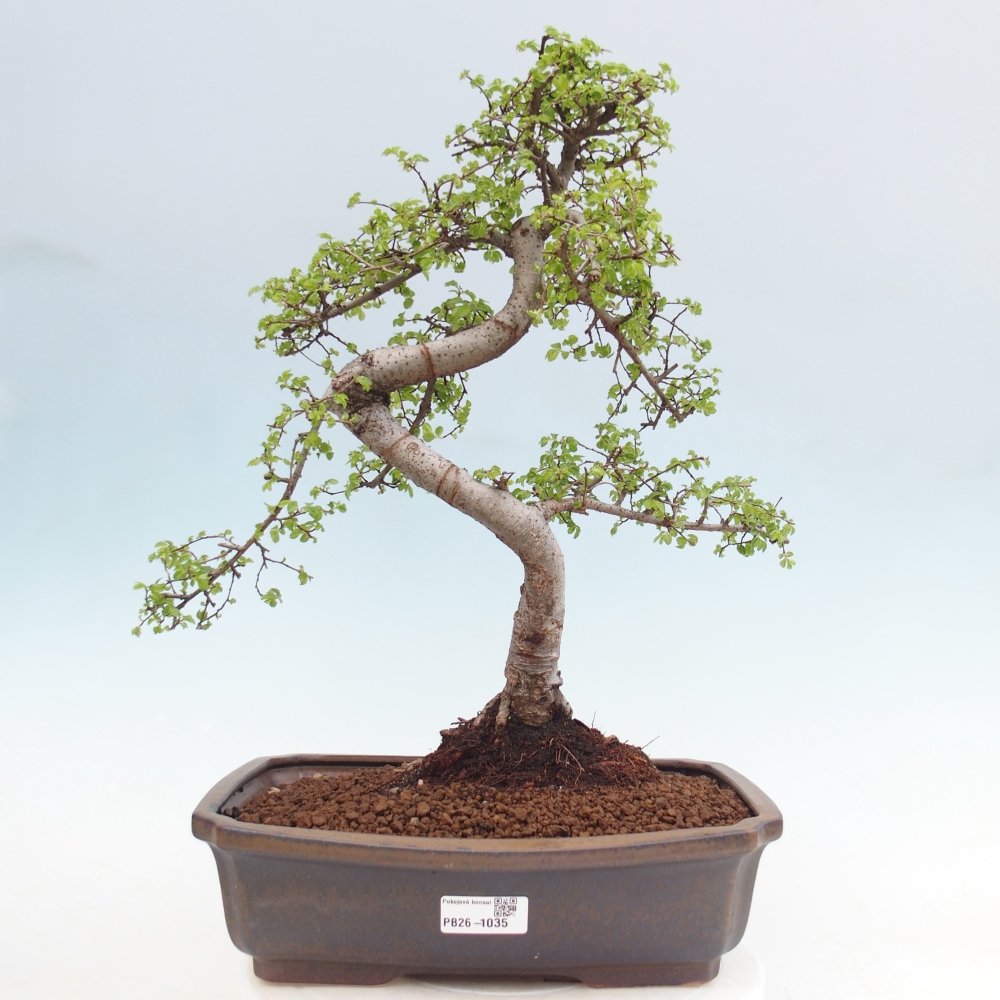 Szobai bonsai - Ulmus parvifolia - Kislevelű szilfa