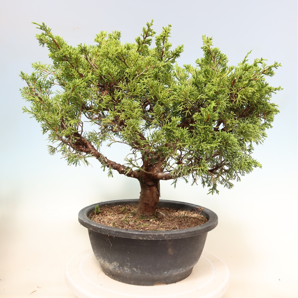 Kültéri bonsai - Juniperus chinensis Itoigawa-Juniperus chinensis