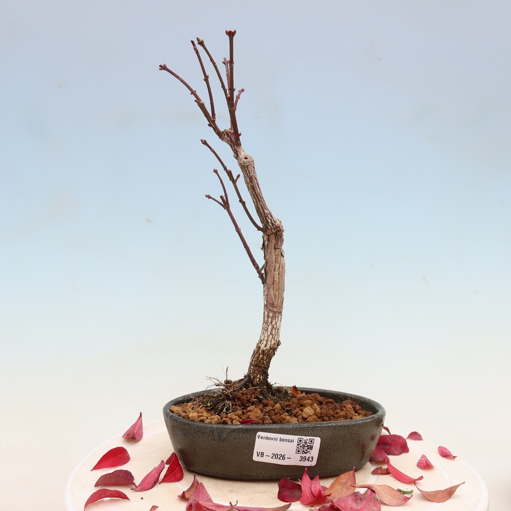 Kültéri bonsai – Euonymus alatus comactus – szárnyas szőlőfa