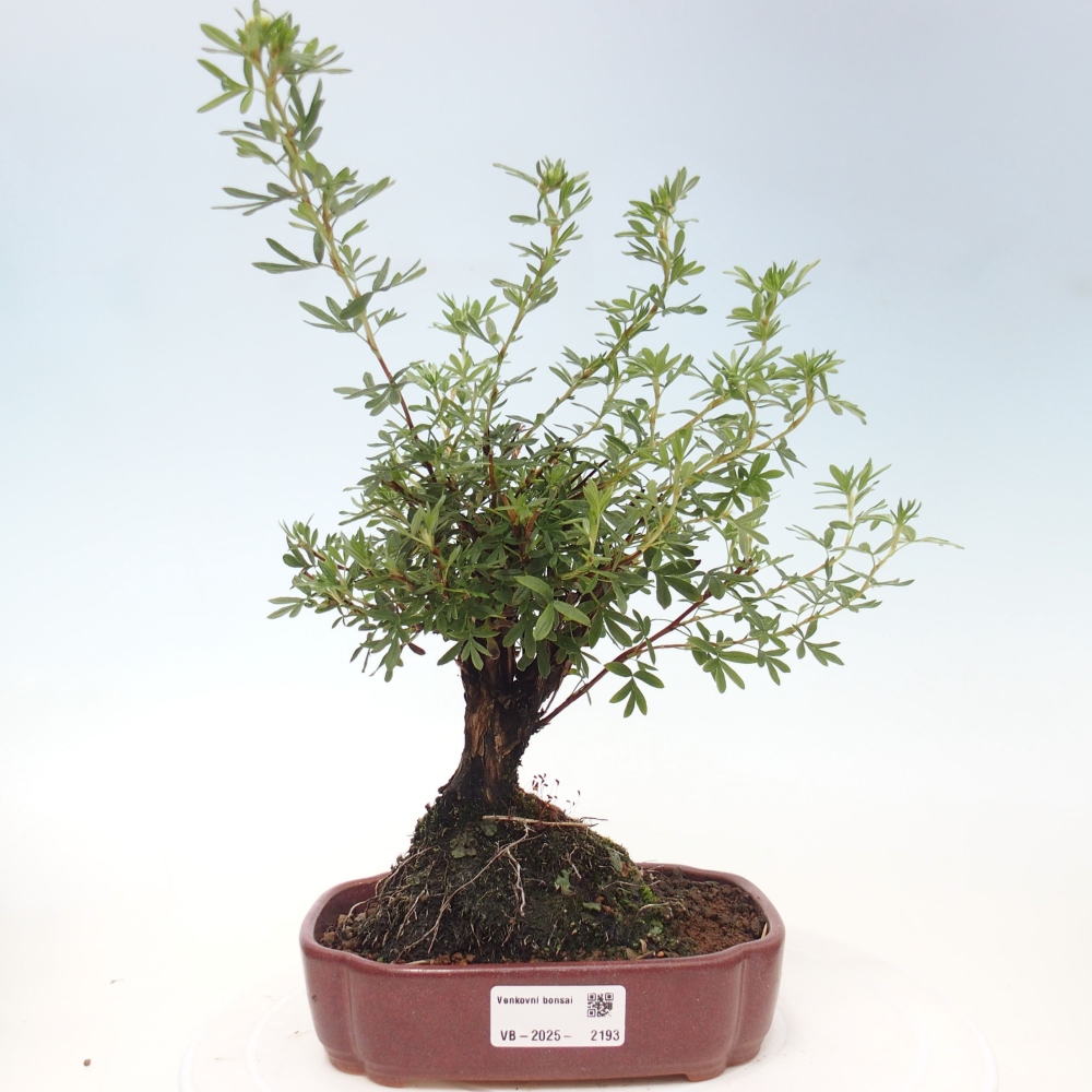 Kültéri bonsai - Potentila fruticosa sárga Bird