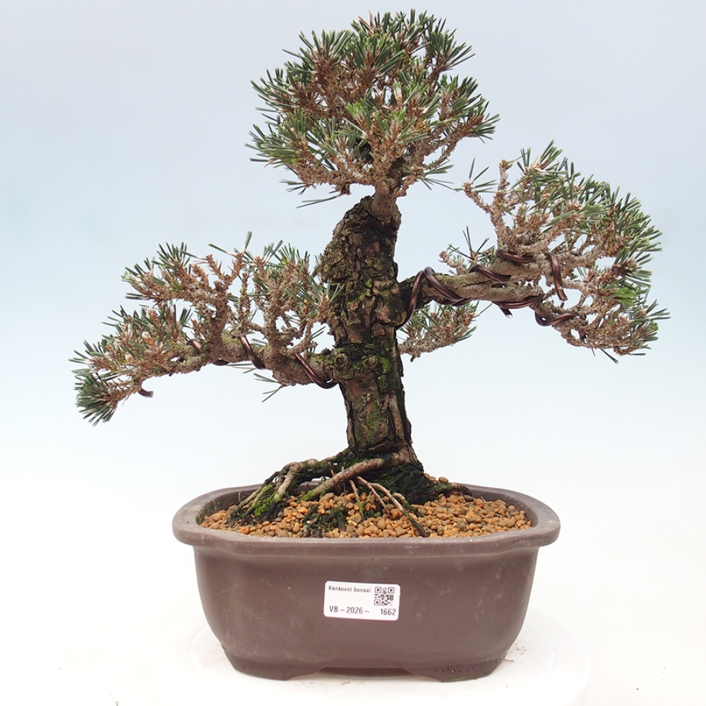 Kültéri bonsai - Pinus thunbergii Kotobuki - Thunberg fenyő