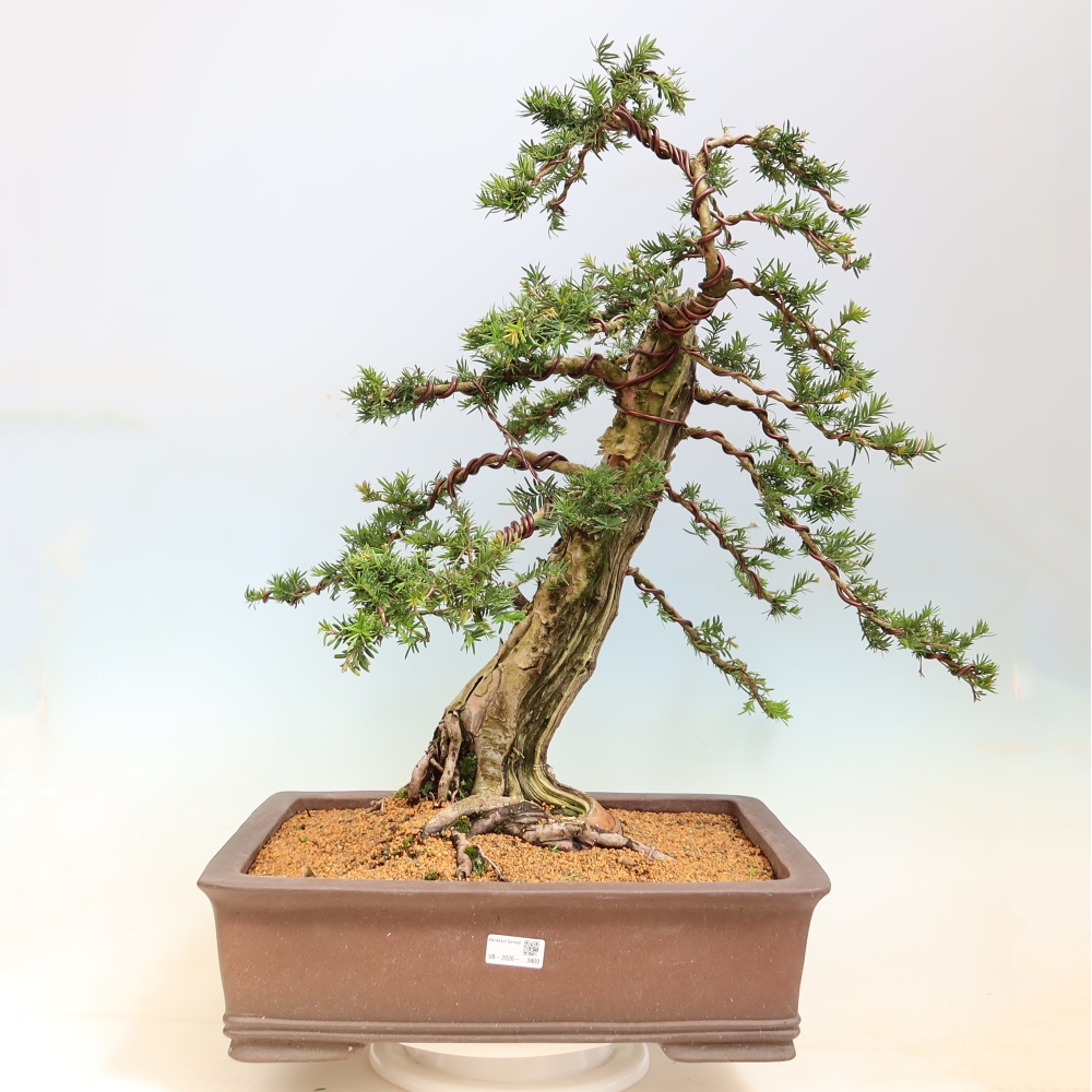 Kültéri bonsai – Taxus baccata – Vörös tiszafa