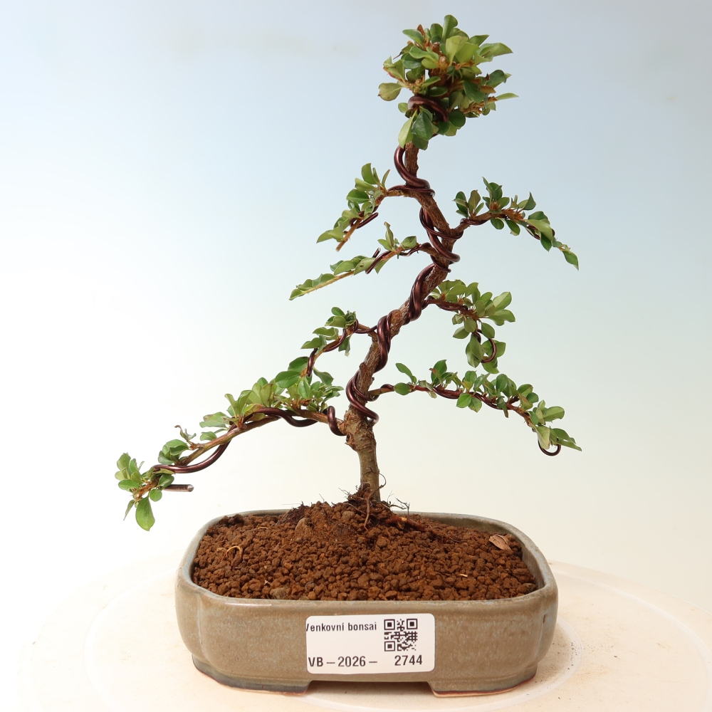 Kültéri bonsai - Cotoneaster horizontalis - Rocky Mountain