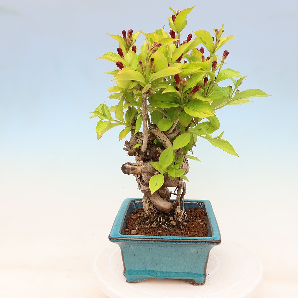 Kültéri bonsai – Weigela subsessilis – Koreai vajgélia
