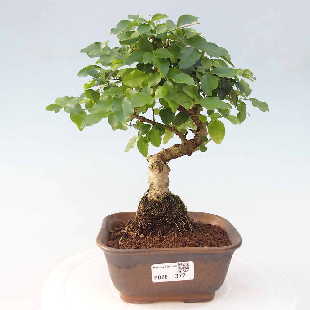 Szobai bonsai -Ligustrum chinensis - Madárcsőr