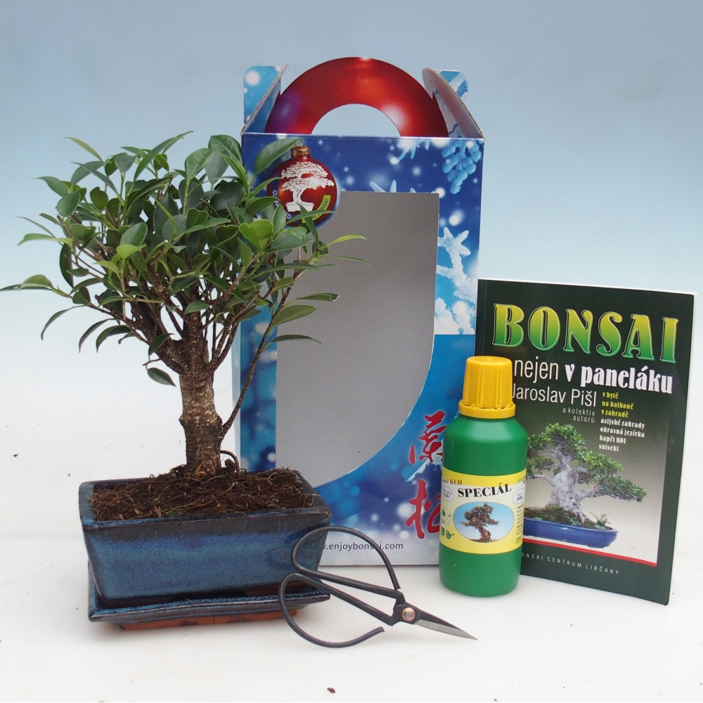 Szobai bonsai ajándékdobozban Ficus retusa - Kislevelű fikusz
