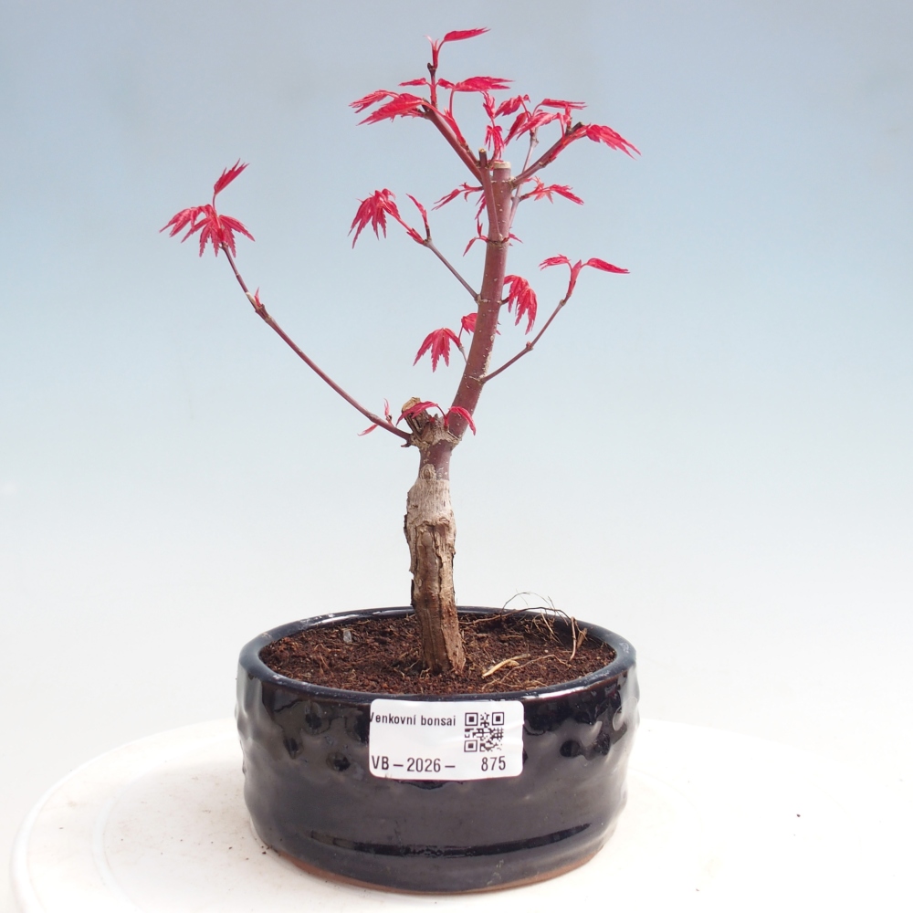 Kültéri bonsai - Acer palmatum DESHOJO