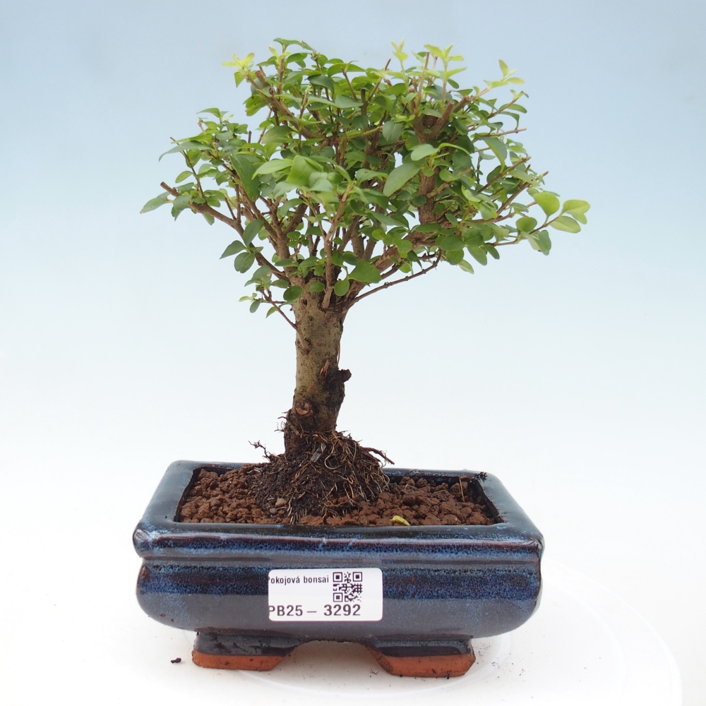 Szobai bonsai -Ligustrum chinensis - Madárcsőr