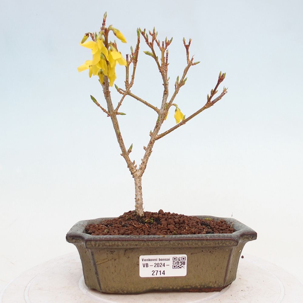 Kültéri bonsai - Zlatice - Forsythia intermedia
