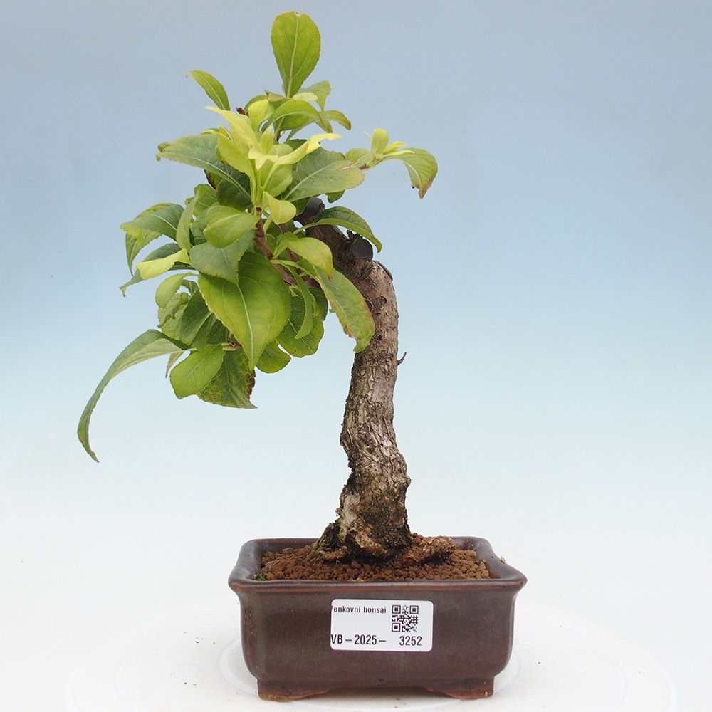 Kültéri bonsai - Celastrus orbiculatus