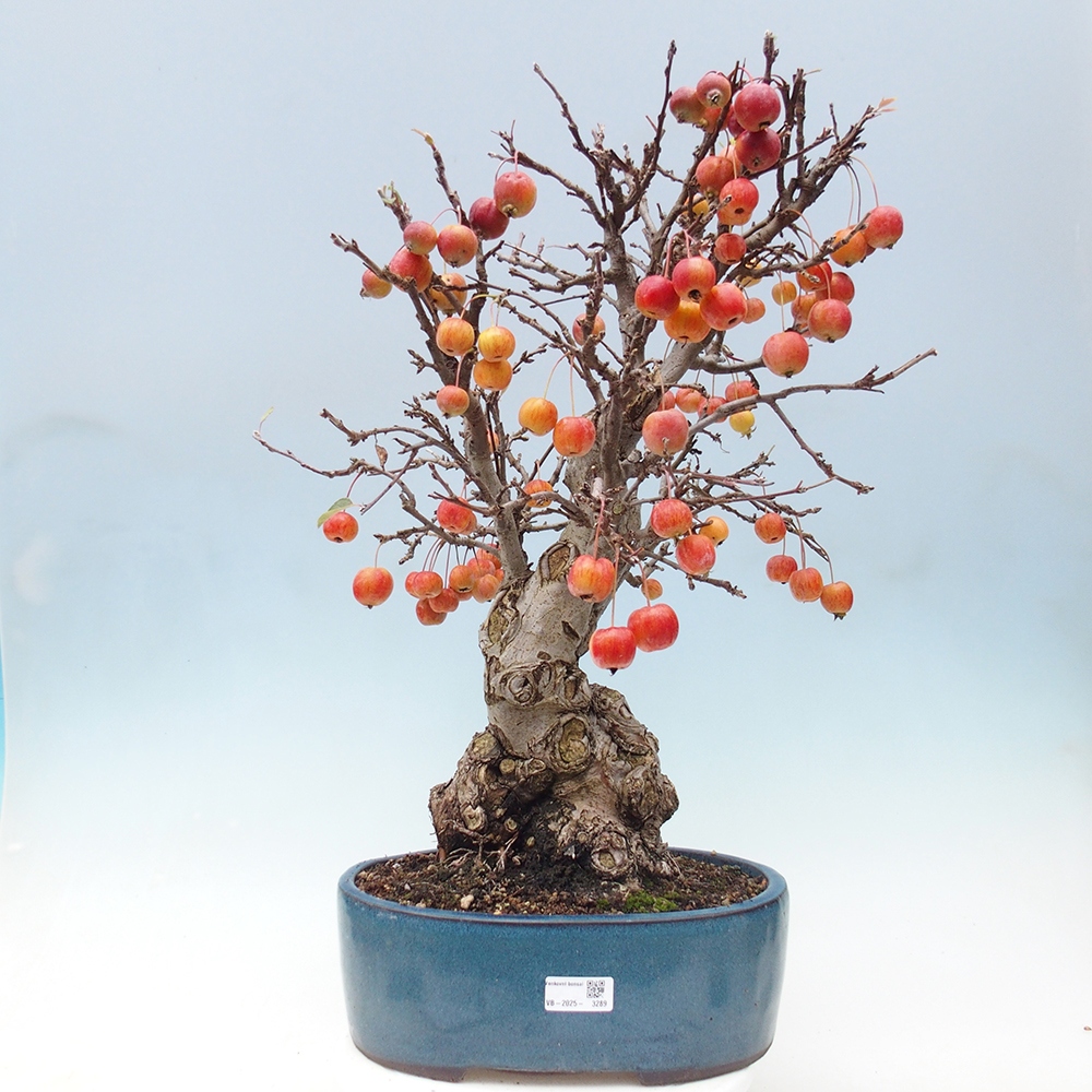 Kültéri bonsai -Malus halliana - Kis gyümölcsű almafa