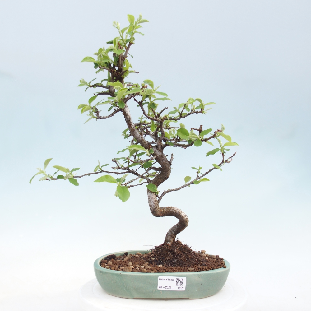 Kültéri bonsai - Chaneomeles chinensis
