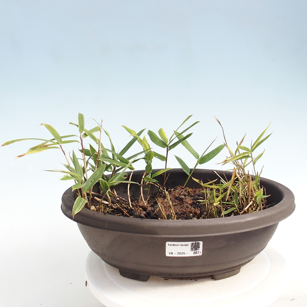 Kültéri bonsai - Sasaella masamuneana Albostriata - Bambusz