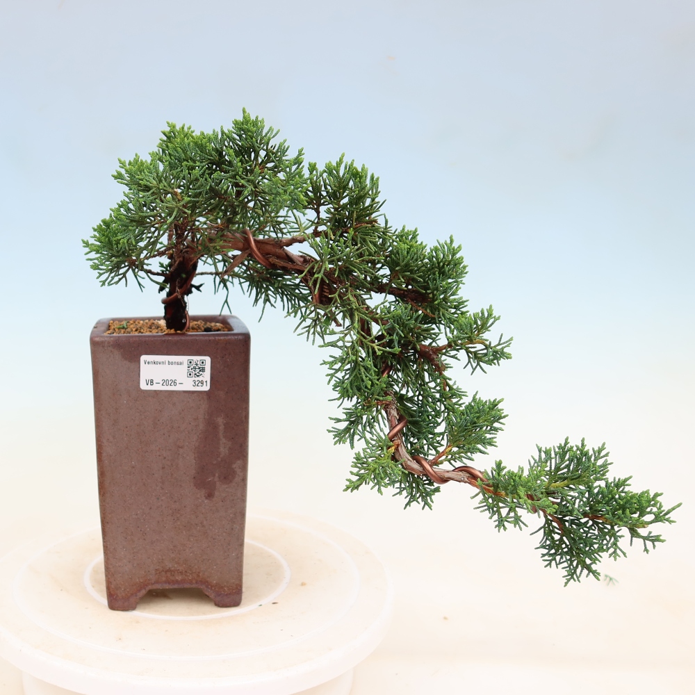 Kültéri bonsai - Juniperus chinensis Kishu