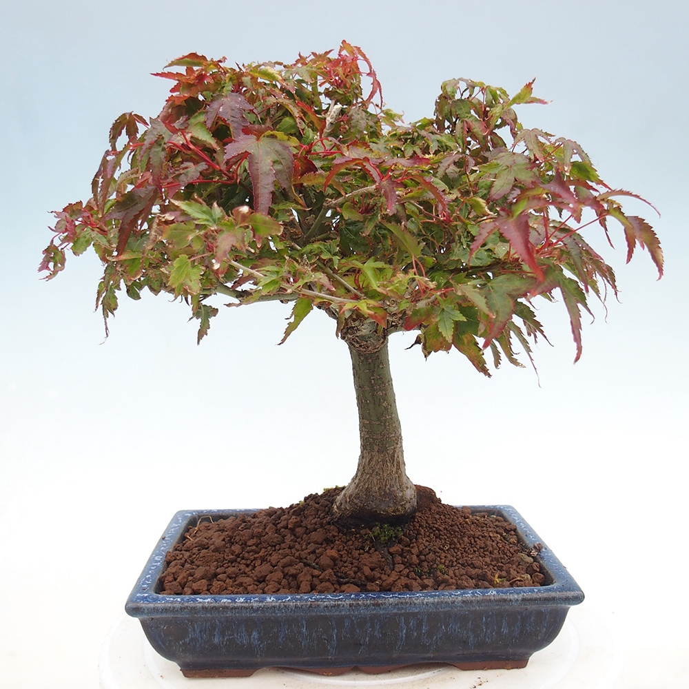 Acer palmatum KIOHIME - Pálma juhar