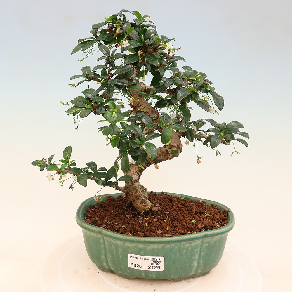 Szobai bonsai - Carmona macrophylla - Tea fuki