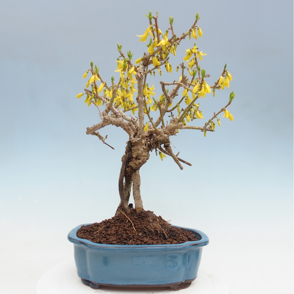 Kültéri bonsai - Zlatice - Forsythia koreana