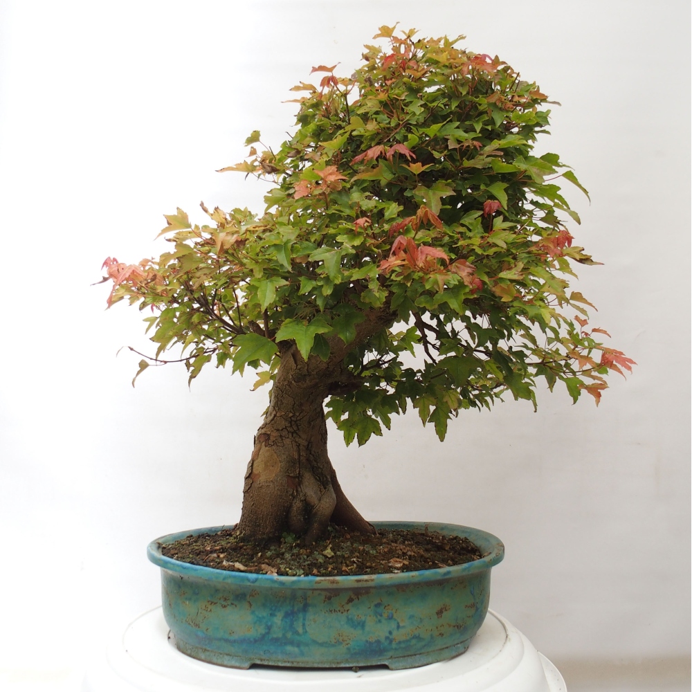 Kültéri bonsai - Acer Buergerianum - Burger juhar