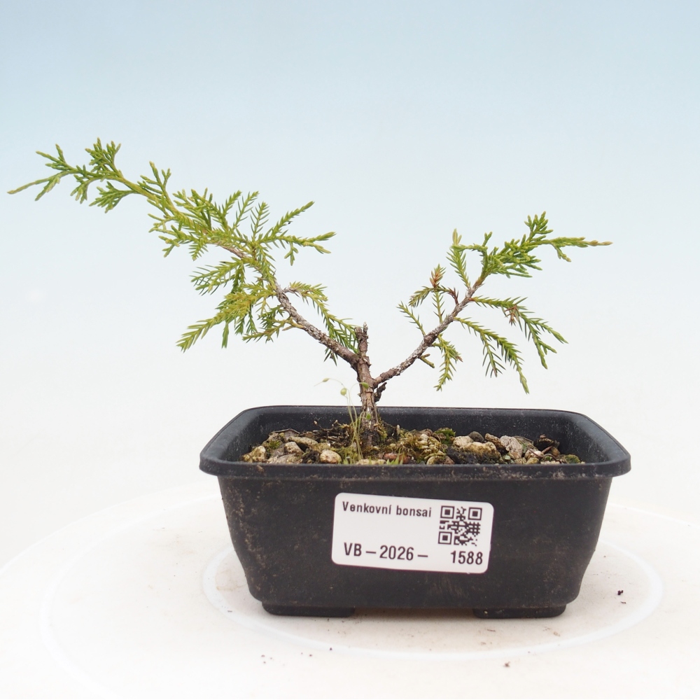 Kültéri bonsai - Juniperus chinensis Itoigawa